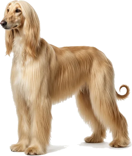 Galgo Afgano