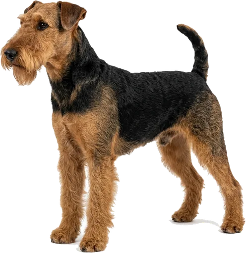 Airedale Terrier