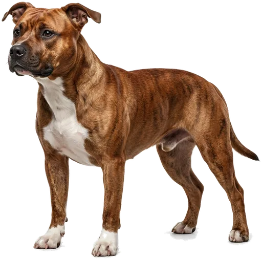 American Staffordshire Terrier