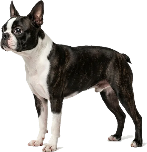Boston Terrier