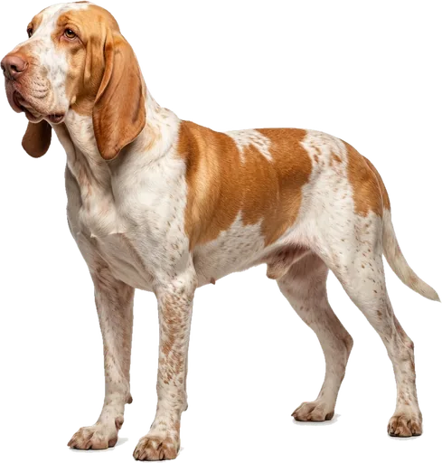 Bracco Italiano