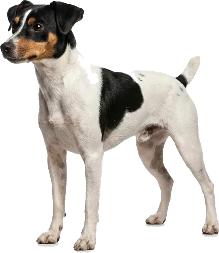 Terrier Brasileño