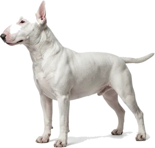 Bull Terrier