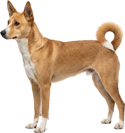 Perro de Canaán