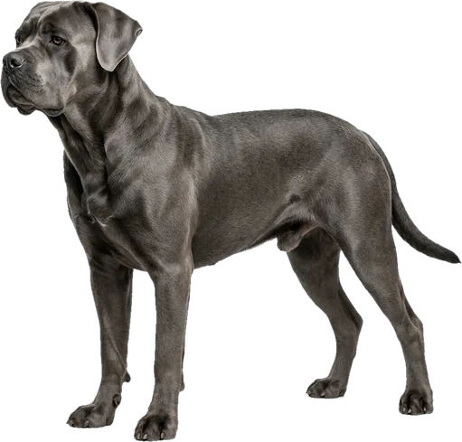 Cane Corso