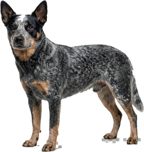 Boyero Australiano