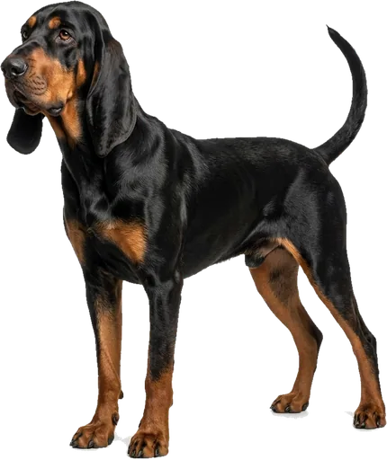 Coonhound Negro y Fuego