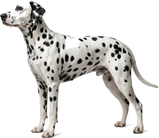 Dálmata
