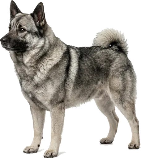 Elkhound Noruego Gris