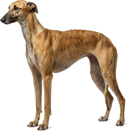 Galgo Español