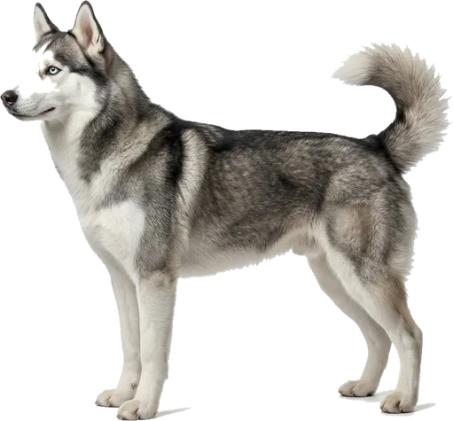 Husky Siberiano
