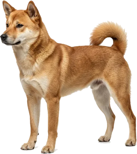 Jindo Coreano