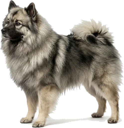 Keeshond