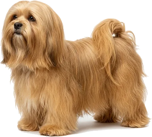Lhasa Apso