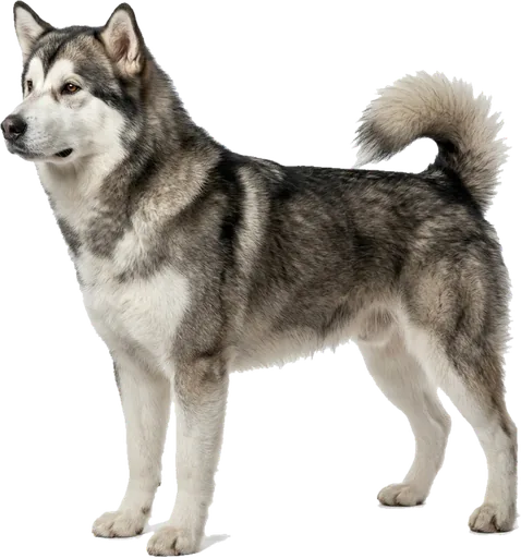 Malamute de Alaska