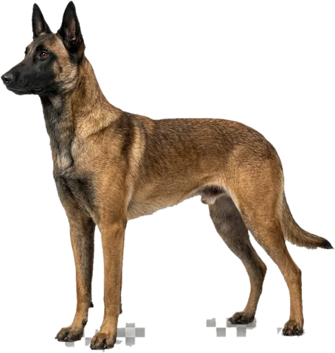 Pastor Belga Malinois
