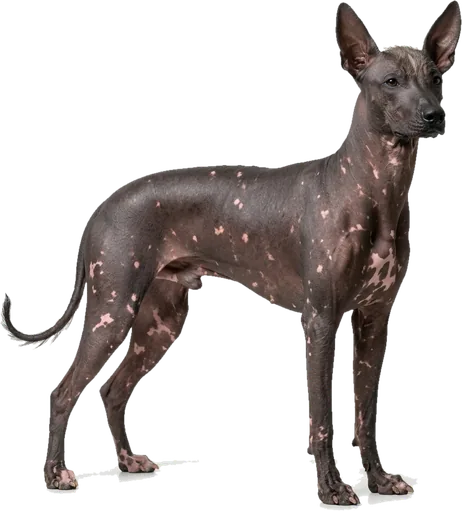 Perro sin Pelo del Perú
