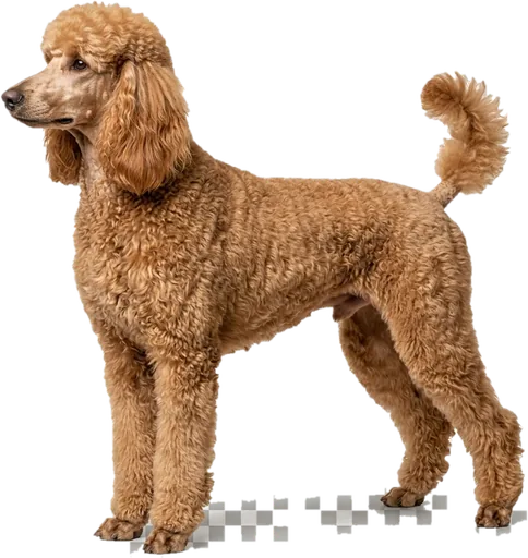 Caniche (Poodle)