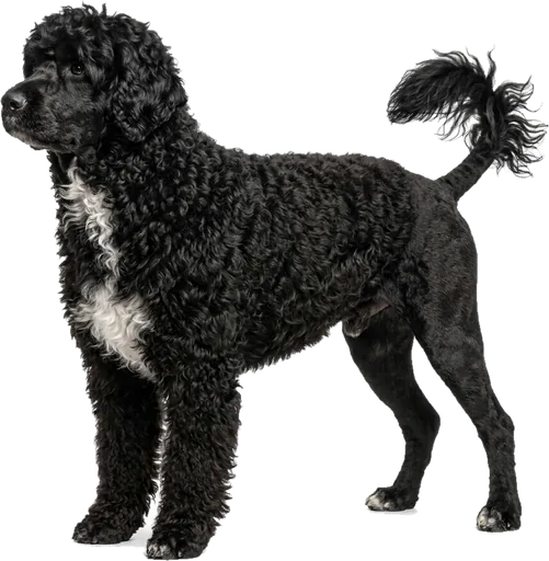 Perro de Agua Portugués