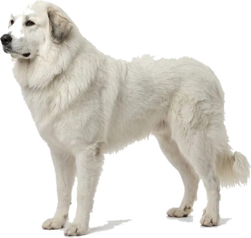 Perro de Montaña de los Pirineos