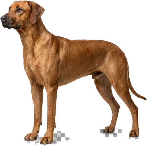 Rhodesian Ridgeback