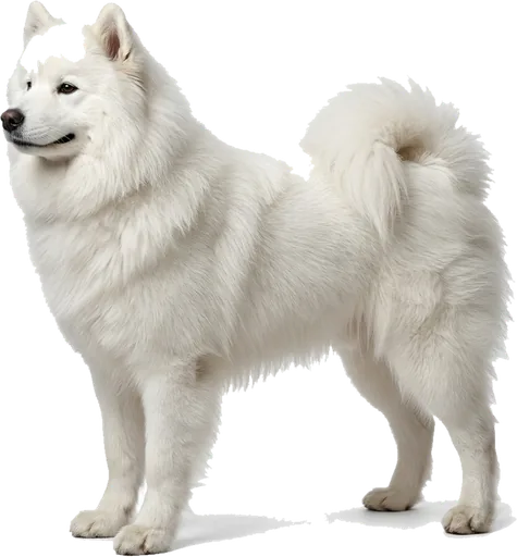 Samoyedo
