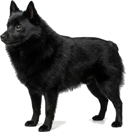 Schipperke