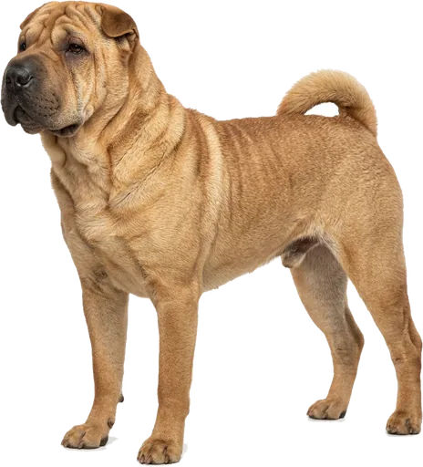 Shar Pei