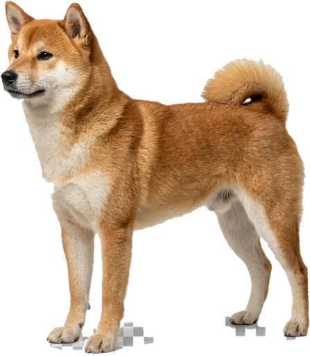 Shiba Inu
