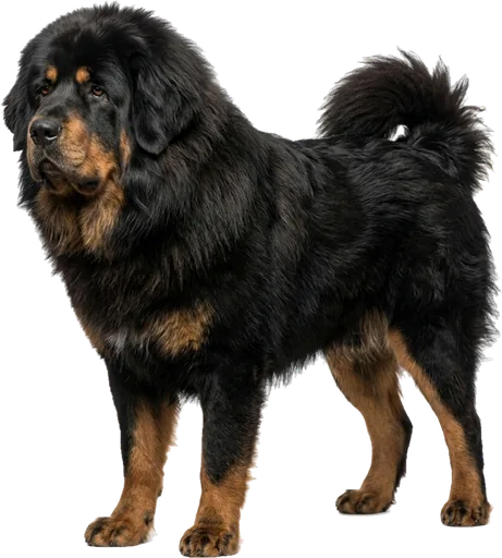 Mastín Tibetano