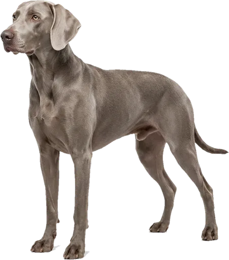 Weimaraner
