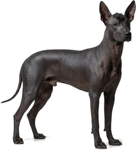 Xoloitzcuintle